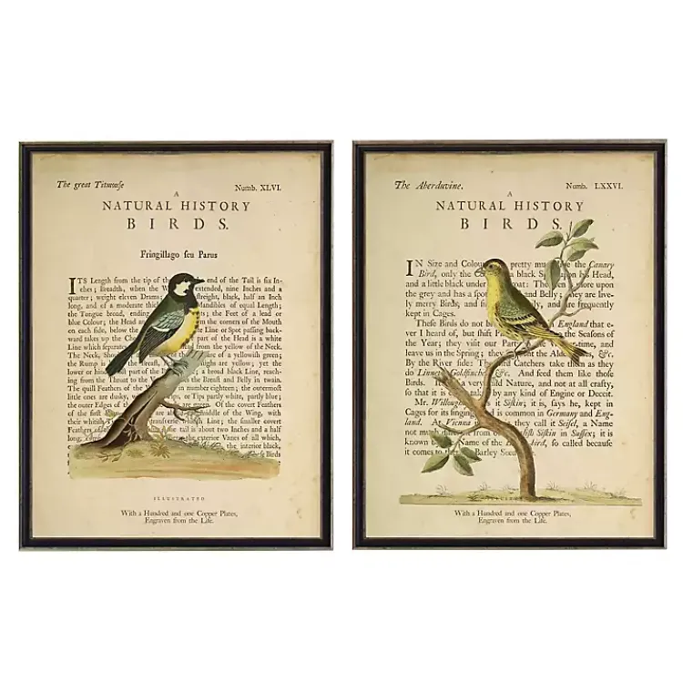 Framed Art-Kirklands Home Birds Diagram III Framed Art Prints, Set of 2 Ivory