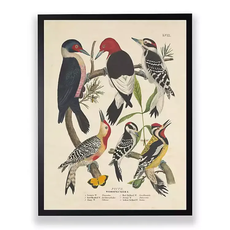 Framed Art-Kirklands Home Vintage Woodpecker Birds Framed Art Print