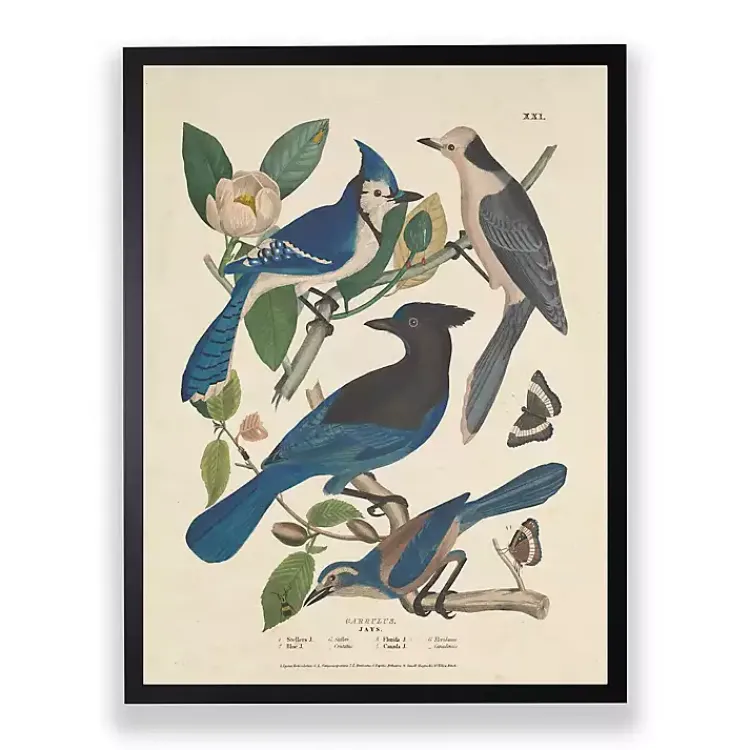 Framed Art-Kirklands Home Vintage Blue Jays Birds Framed Art Print