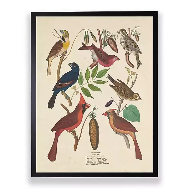 Framed Art-Kirklands Home Vintage Finch Birds Framed Art Print