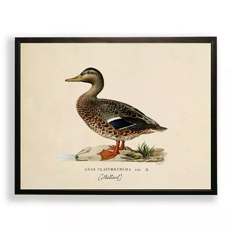 Framed Art-Kirklands Home Vintage Female Mallard Duck Framed Art Print