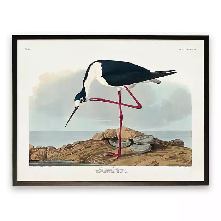 Framed Art-Kirklands Home Vintage Long Legged Avocet Framed Art Print